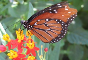 Texas Backyard Naturalist Monarch Butterfly
