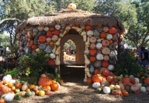 North Texas Ramblings Pumpkin Village Dallas Arboretum