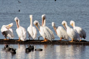 North Texas Ramblings Pelicans at Sunset Bay in Dallas